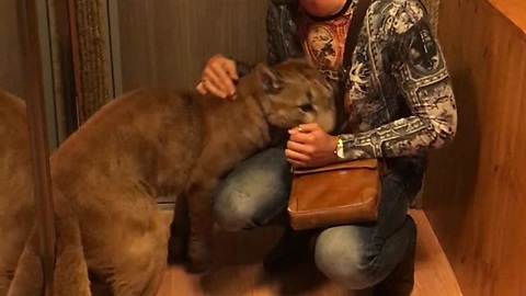 Lucky Guy Gets A Warm Welcome Home By His Pet Cougar