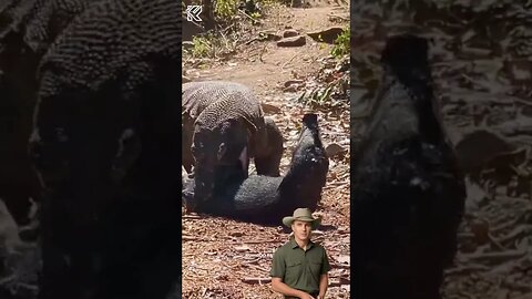 Dragão de Komodo destruindo um suíno - eita