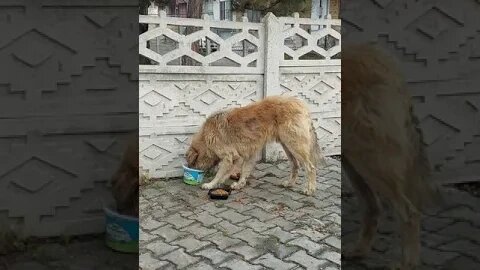 Street Dogs in Turkey