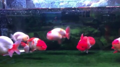 World most beautiful and best quality goldfish are in Thailand-8