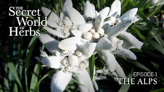 The Secret World of Herbs: In the Alps (Episode 1) | Epoch Cinema