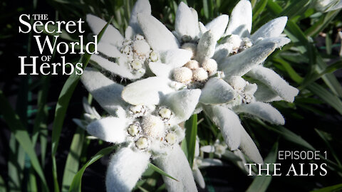 The Secret World of Herbs: In the Alps (Episode 1) | Epoch Cinema