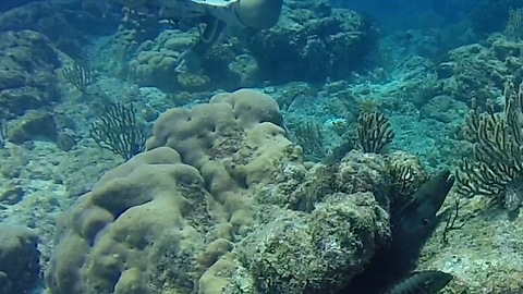 Moray Eels follow divers across the reef