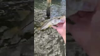 Nice little snook