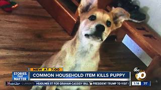 Common household item kills puppy