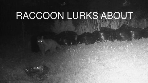 Raccoon Lurks About