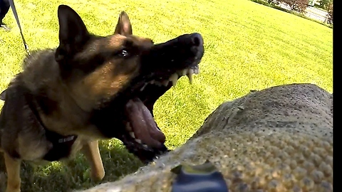Protection dog shows why he's the most fearless & loyal partner