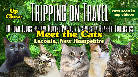Tripping on Travel: Meet the Cats, Laconia, NH