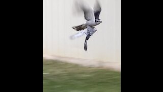 Osprey grabs another bird in flight and lands next to me, watch what happens next!