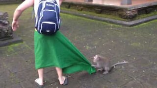 Une maman singe très protectrice mord un touriste!