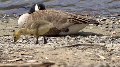 CatTV: Mama Duck Sleeping, Baby Ducks Exploring