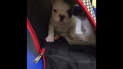 Shy Frenchie puppy refuses to come out of her carrier lol