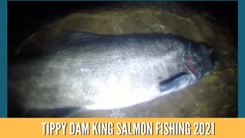 Tippy Dam King Salmon Fishing 2021/ The Manistee River Michigan / Michigan Salmon Run 2021