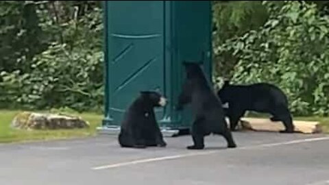 Des oursons jouent sur un parking