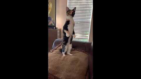 Weirdo Cat Stands Just Like A Meerkat