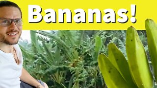 Hurricane Ian Cleanup + Permaculture Practices with Chop and Drop Methods Saving Banana Fruit Circle