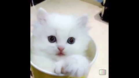 Adorable Kitten In A Cup