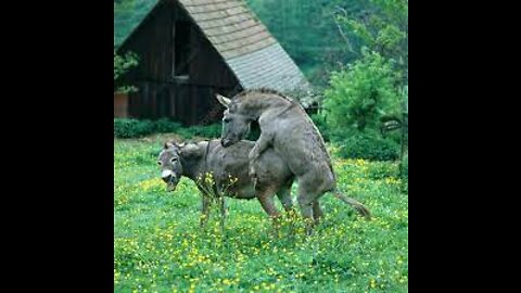 DONKEY Mating and Breeding