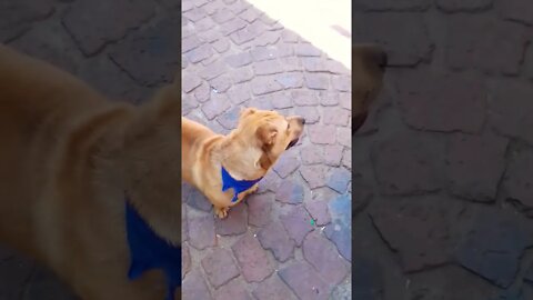 Cute Shar Pei Cross Pitbull Puppy Dog