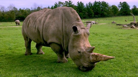 Rhinoceroses graze happily among giraffes during African safari