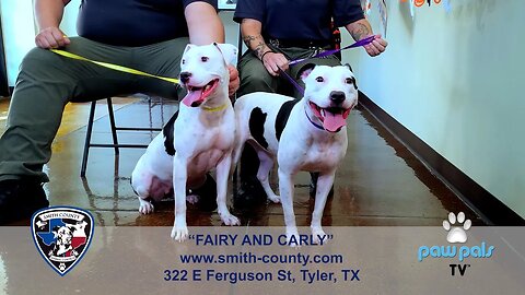 Paw Pals TV: Wet Nose Wednesdays features Carly & Fairy!