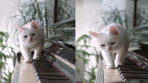 The lovely cat is playing the piano very well.