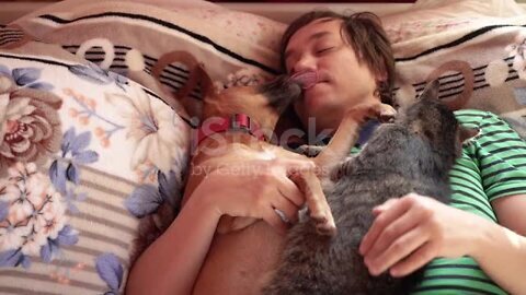 Dream. A man sleeps on a bed with a cat and a dog. stock video