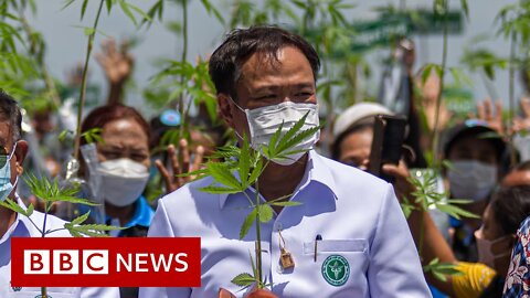 How_Thailand_went_from_war_on_drugs_to_cannabis_curries_-_98_News