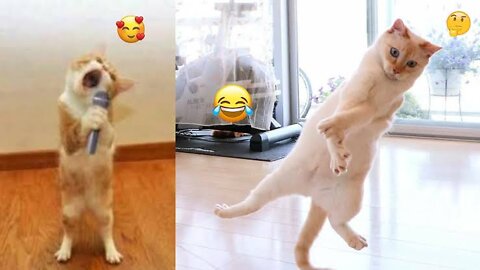Funniest Cats and Dogs video #funny #animal