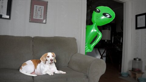 Try not to react. Dog Pranked with Alien