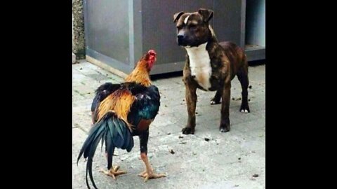 Chicken VS Dog Fight - Funny Dog Fight Video | Best 2022 Video Ever
