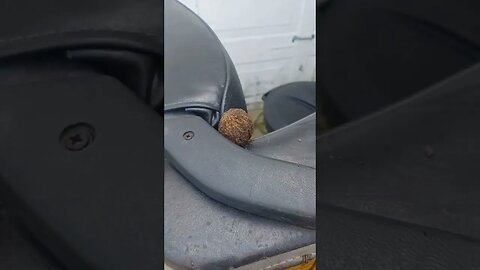 squirrel nutted on my seat