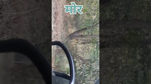 nimdela gate ramdegi peacock short video