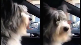 Dog Has The Sweetest Reaction When Going To See Nana