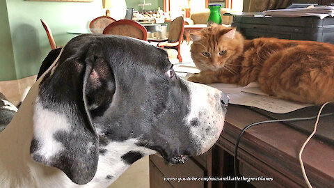 Funny Great Dane Tries to Convince Cat Or Dog To Play With Him