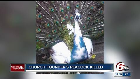 Cannabis church founder Bill Levin finds beloved peacock 'Bert' murdered