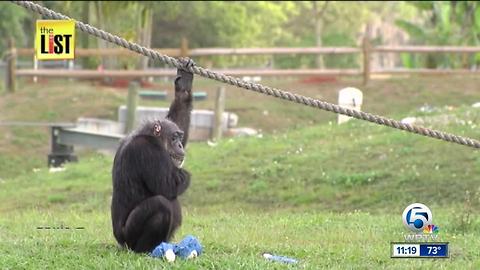Little Mama, the oldest chimpanzee on record dies at Lion Country Safari