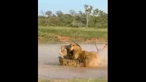 Lion Vs Crocodile Fight