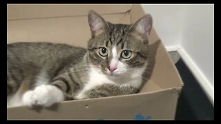 Cute Cat Has a Fluffy Head