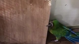 Clever parrot easily outsmarts his human