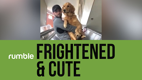 These frightened pets are still adorable in this heartwarming compilation!
