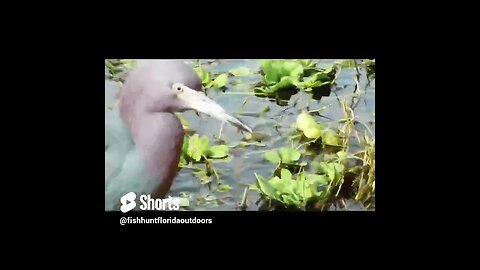 Florida Wildlife on Lake Apopka
