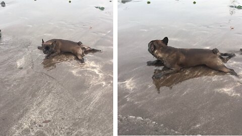 a dog lying on the sea