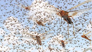 Locusts swarm skies of Mexico leaving people fearing the world is ending
