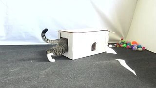 Small Cat Has a New House