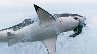 14 Ft Great White Shark Eviscerates Diver - Jonathan Lee