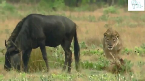 Wildebeest vs Lion Movie Real Fights Epic