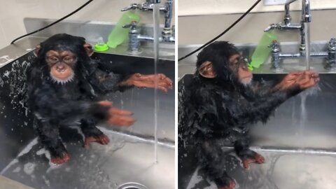Monkey hygiene