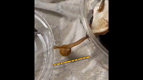 This snail did something that will blow your mind #snail #funny #educational #learning