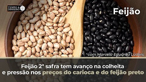 Feijão 2ª safra tem avanço na colheita e pressão nos preços do carioca e do feijão preto